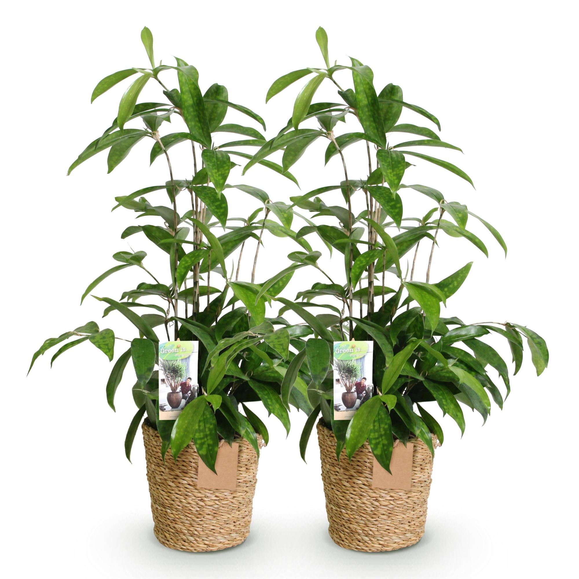 Green is... Kamerplanten - Dracaena surculosa - Drakenbloedboom - Weinig onderhoud - met mand - Groen - 2 Planten - Pot 17cm - Hoogte 60-70cm