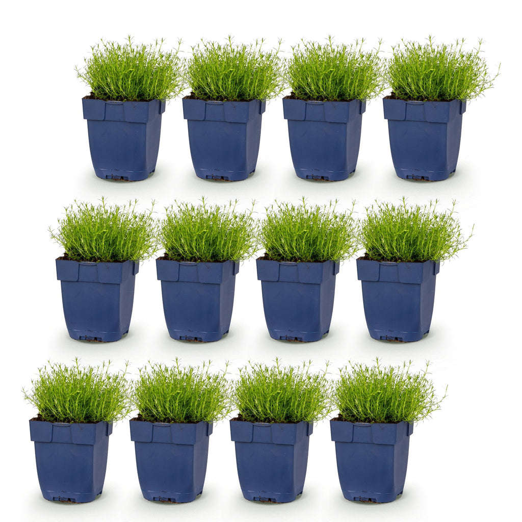 Vasteplant - Sagina subulata - Vetmuur - Rotsplanten - Wit - 12 Planten - Pot 11cm - Hoogte 15-25cm