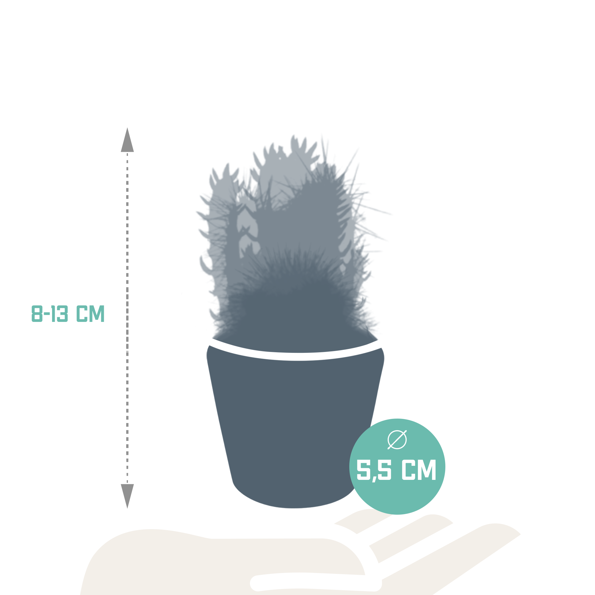 Cactus mix 5.5 cm - 5x - in Mexicaanse pot