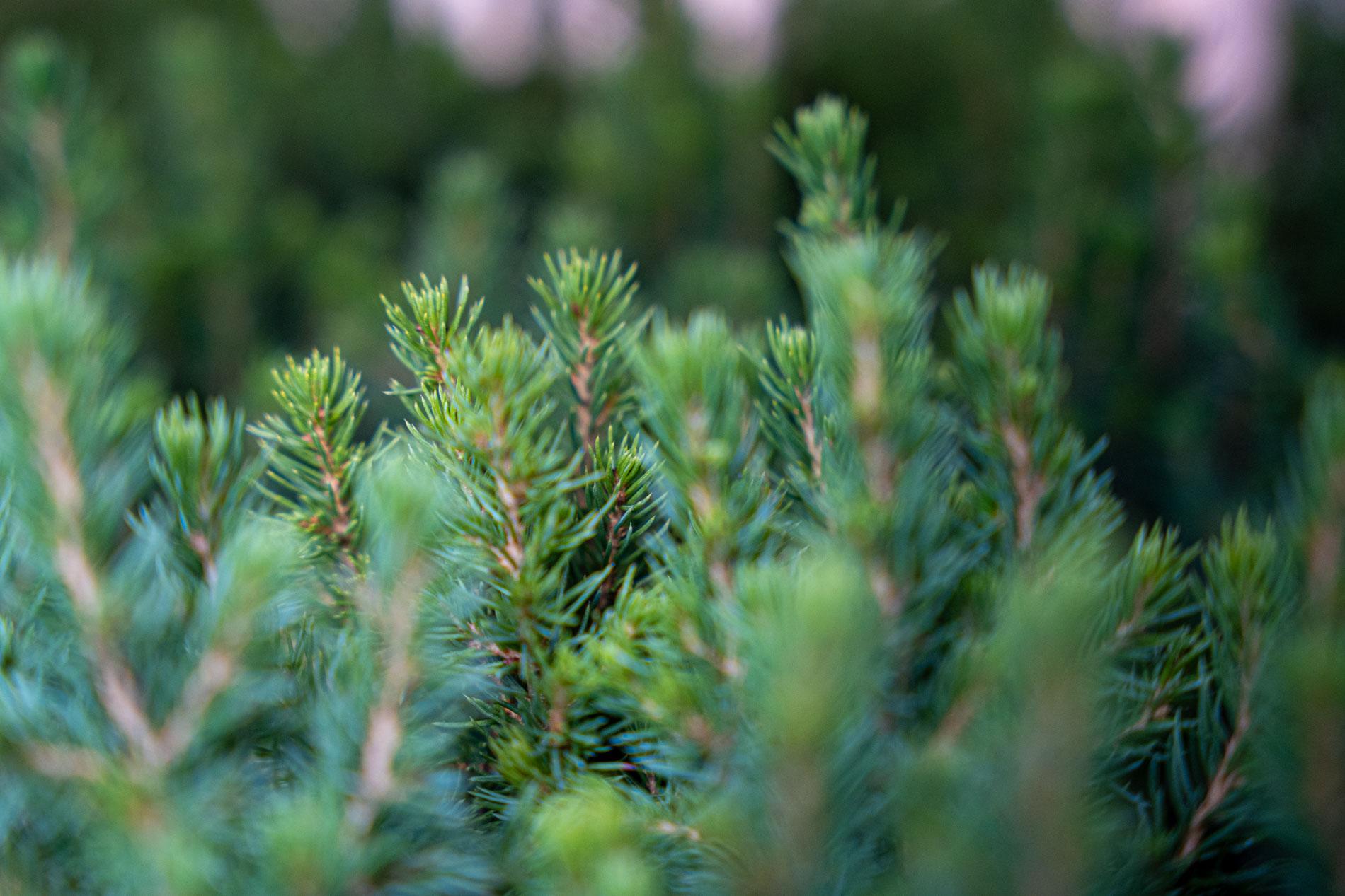 6x Mini-kerstboom - ↑15-20 cm - Ø 6 cm Picea Glauca Perfecta