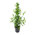 Ficus microcarpa Moclame - Ø21cm - ↕95cm