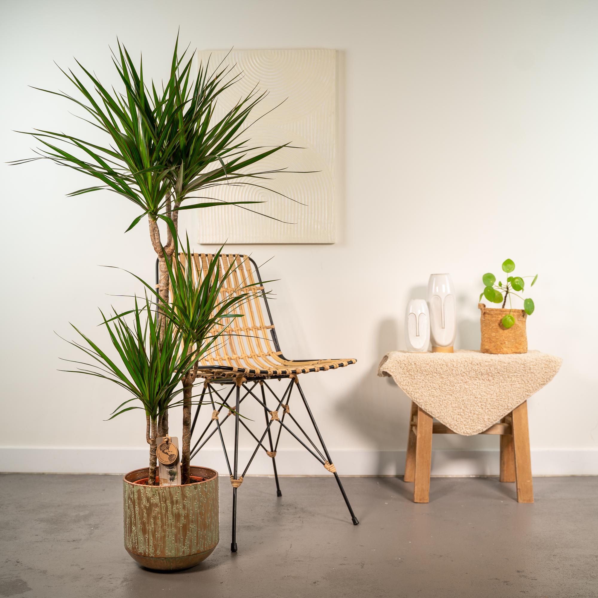 Dracaena met pot - ↨120cm - Ø21cm
