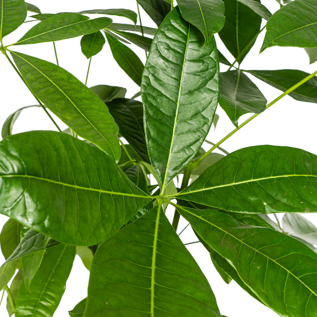 Pachira Aquatica Ø24cm - ↕120 - 140cm