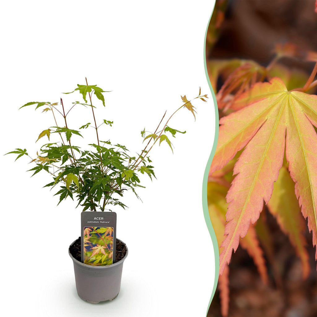 Tuinplant - Acer palmatum Katsura - Oranje - 1 Plant - Bladverliezend - Weinig Onderhoud - Pot 12cm Hoogte 35cm