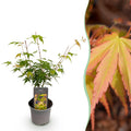 Tuinplant - Acer palmatum Katsura - Oranje - 1 Plant - Bladverliezend - Weinig Onderhoud - Pot 12cm Hoogte 35cm
