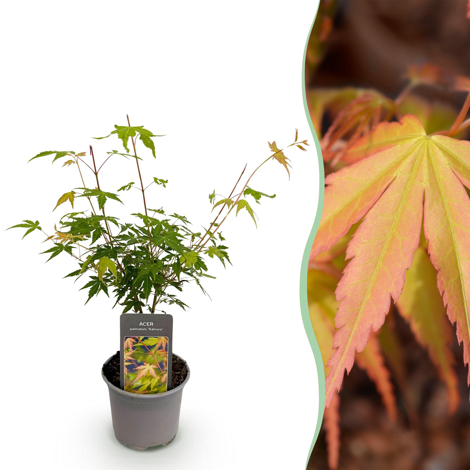 Tuinplant - Acer palmatum Katsura - Oranje - 1 Plant - Bladverliezend - Weinig Onderhoud - Pot 12cm Hoogte 35cm