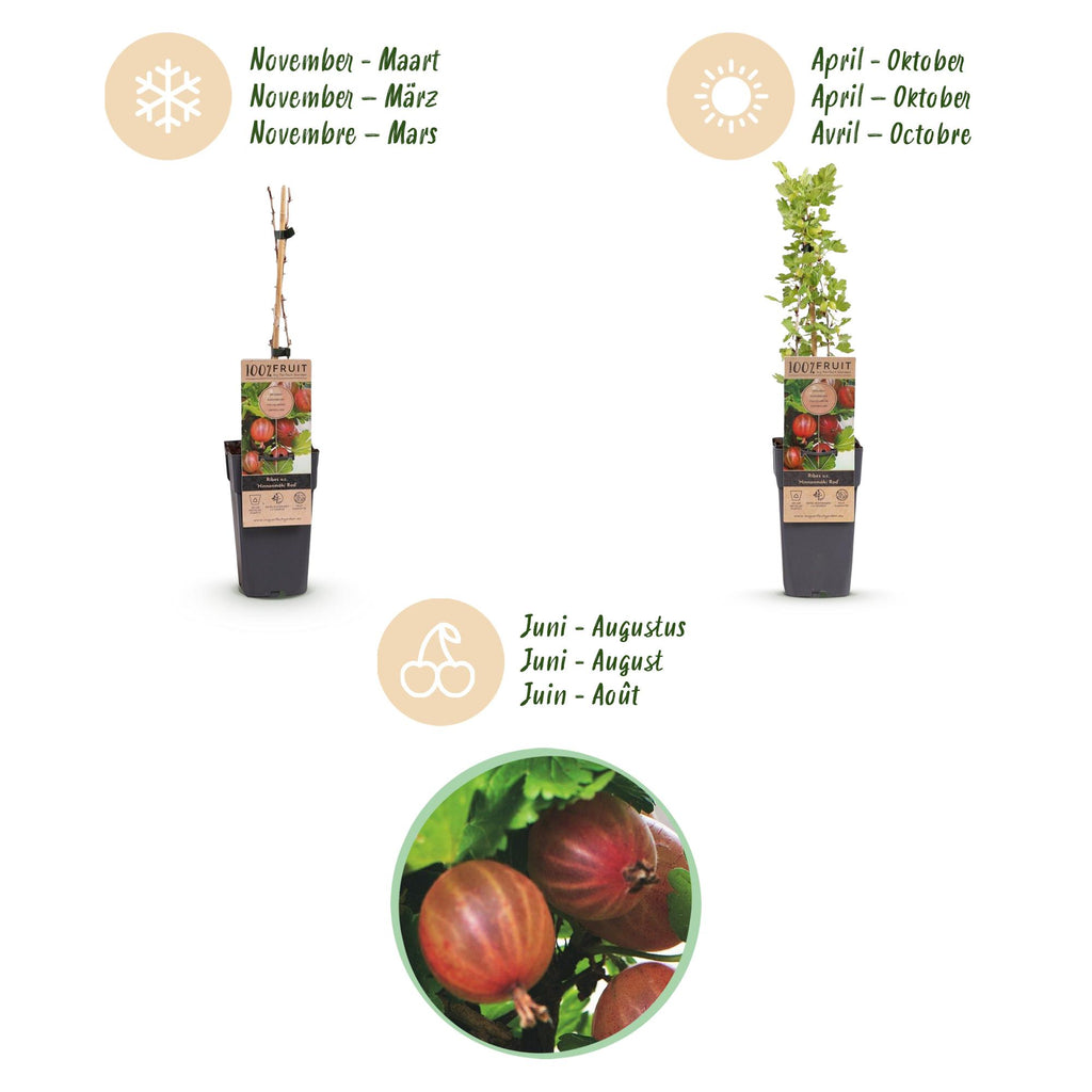 Fruitplant - Ribes uva-crispa Hinnonmäki Röd - Kruisbes - Winterhard - Rode Bes - 2 Planten - Pot 15cm - Hoogte 50cm