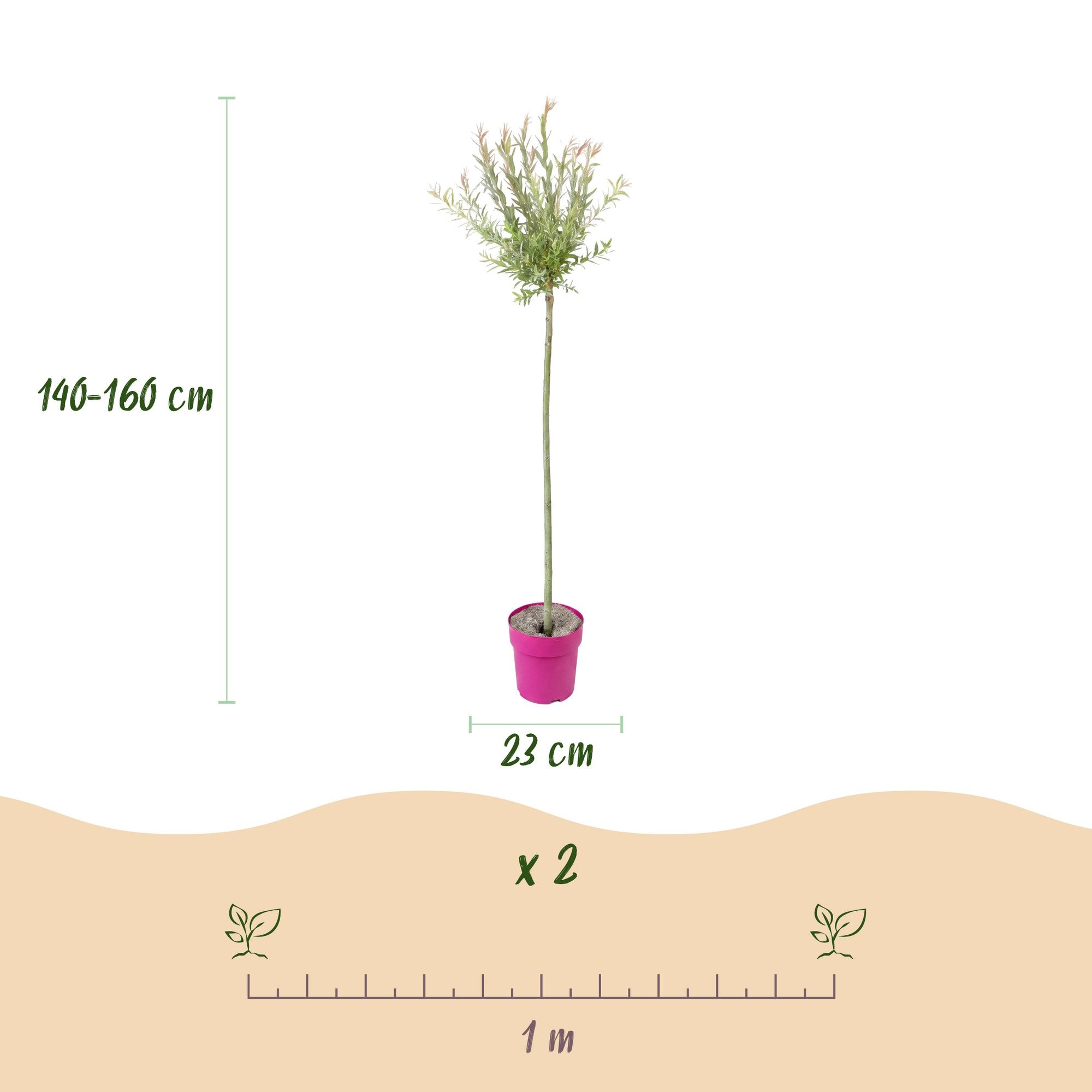 2x - Salix Flamingo - Ø23cm - ↕140-160cm