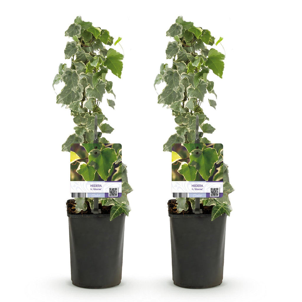 Klimplant - Hedera helix - Blad groen - Groenblijvend - 2 planten - Pot 11cm Hoogte 40cm