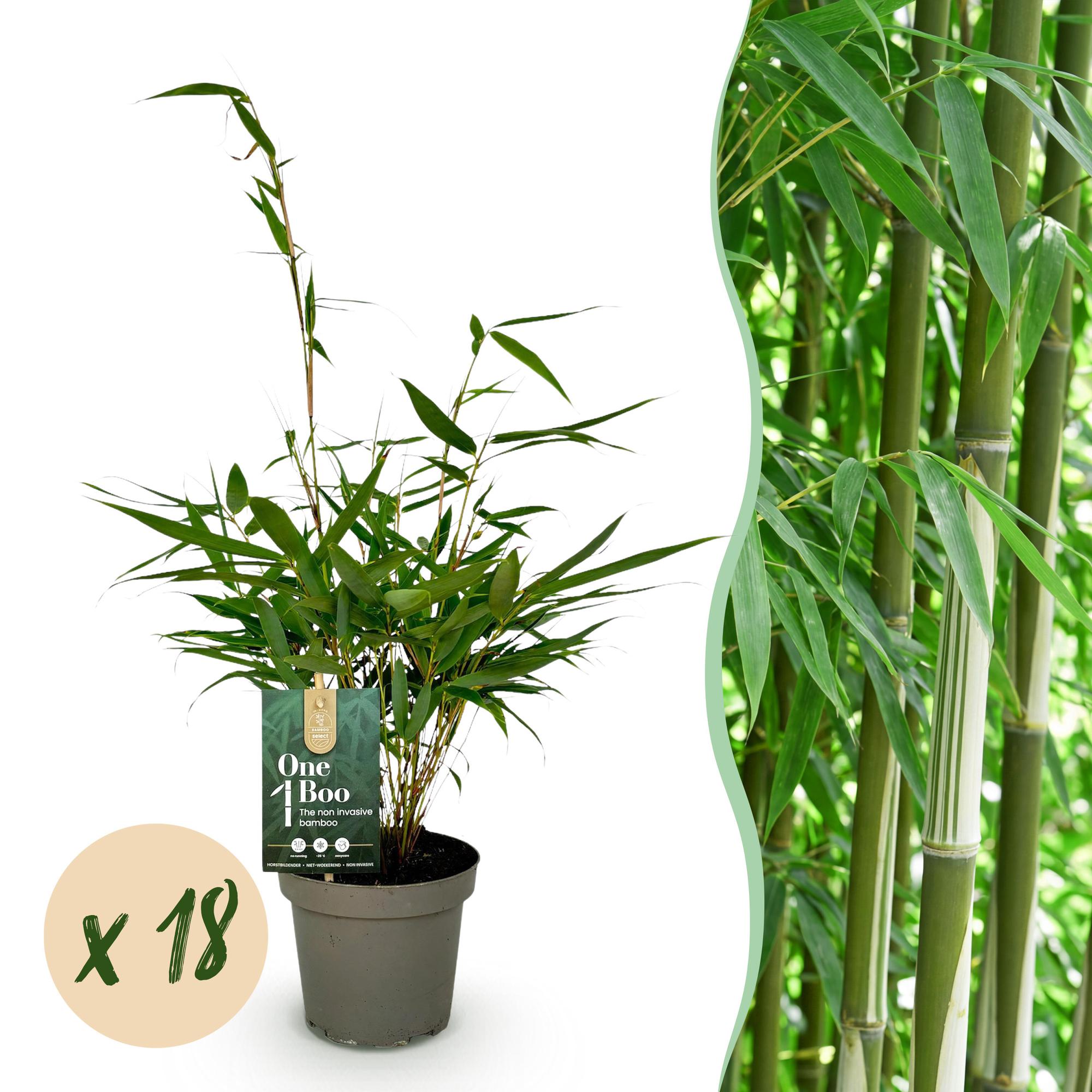 Bamboe - Fargesia robusta Pingwu - Bladhoudend - Niet Woekerend - Groen - 18 Planten - Pot 14cm - Hoogte 35cm