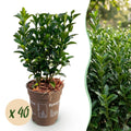 40x Euonymus japonica Green Spire - Kardinaalsmuts - Haagplanten - Groenblijvend - Groen - Pot 9cm - Hoogte 20-25cm