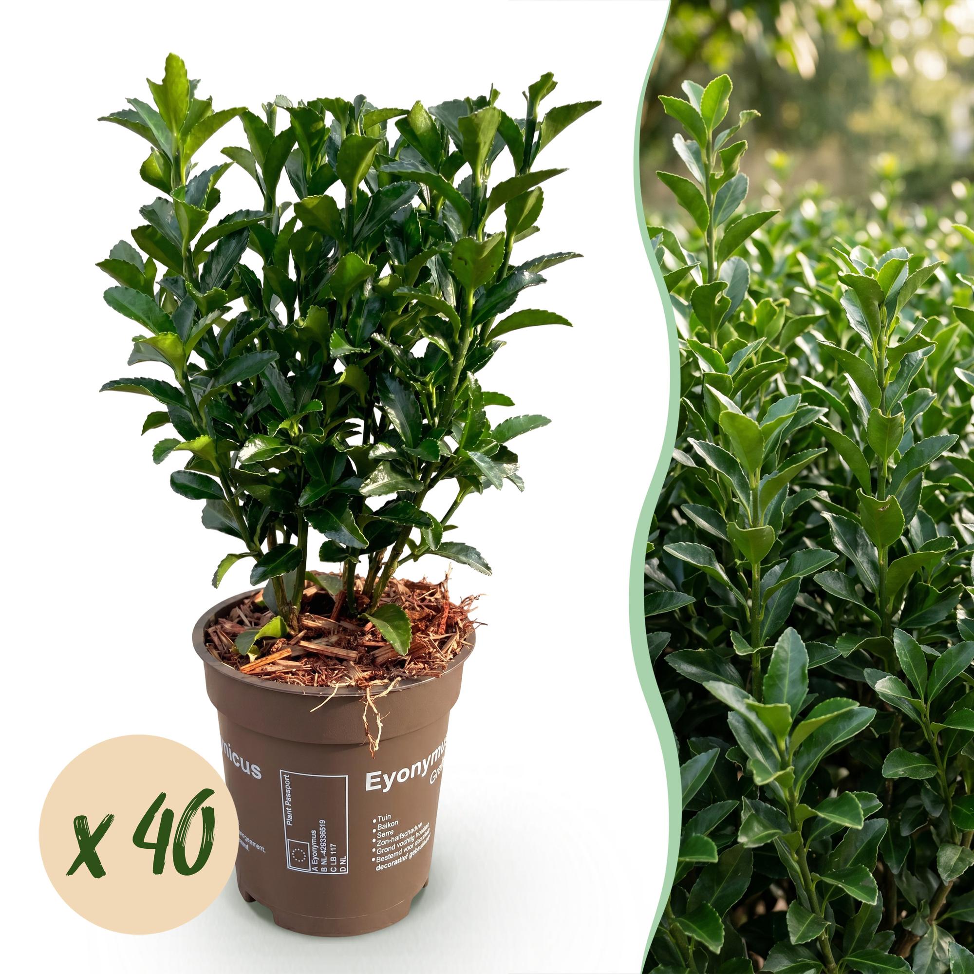 40x Euonymus japonica Green Spire - Kardinaalsmuts - Haagplanten - Groenblijvend - Groen - Pot 9cm - Hoogte 20-25cm