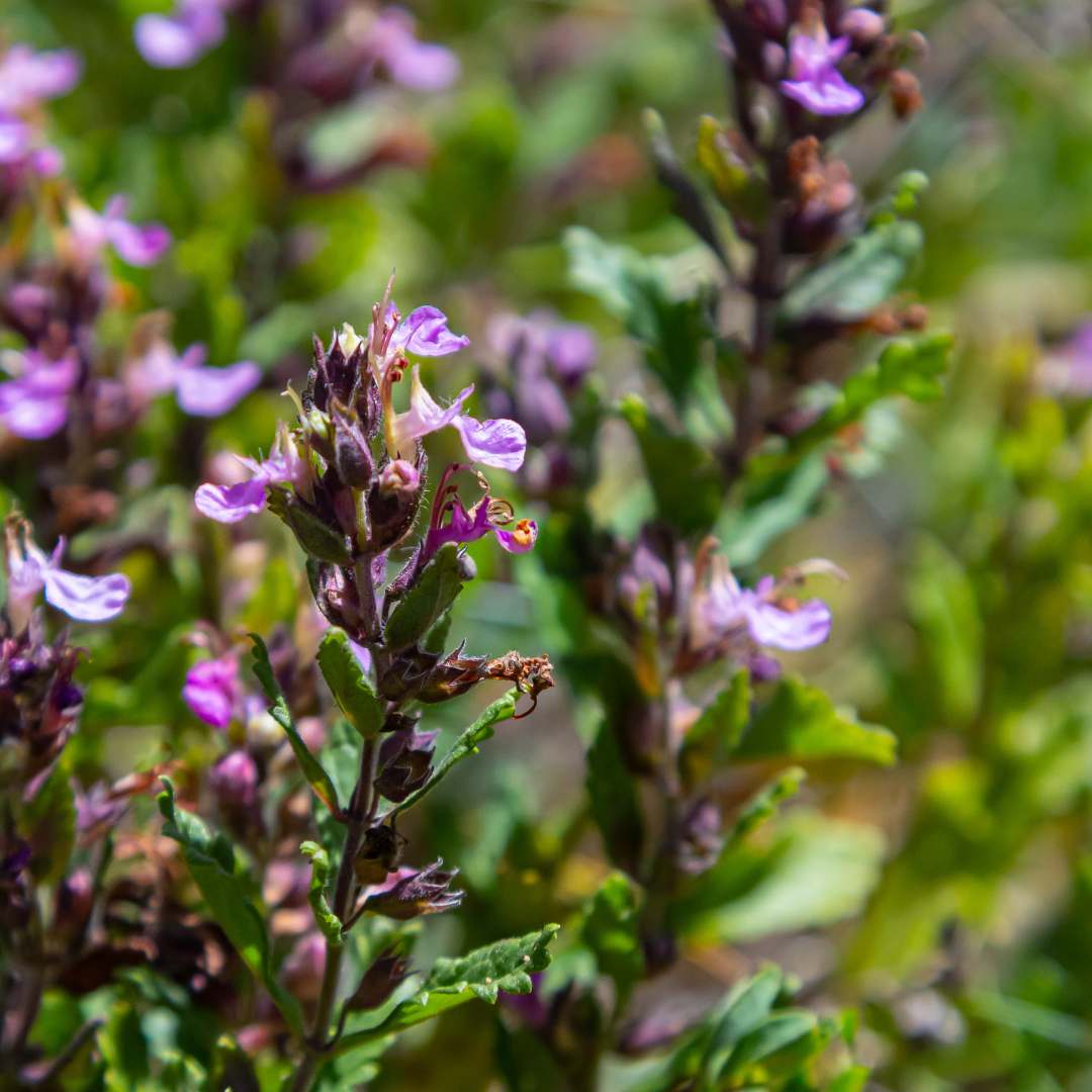 24x Teucrium lucidrys - ↕10-25cm - Ø9cm