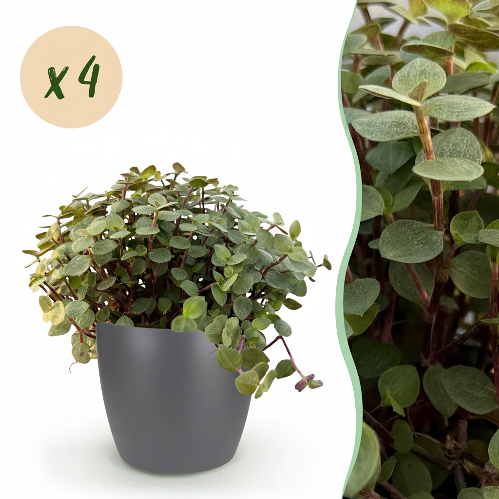 Kamerplant - Calissia repens - Kattengras - Huisdiervriendelijk - Groen - 4 Planten - met Potter Grijs - Pot 12cm - Hoogte 17-20cm