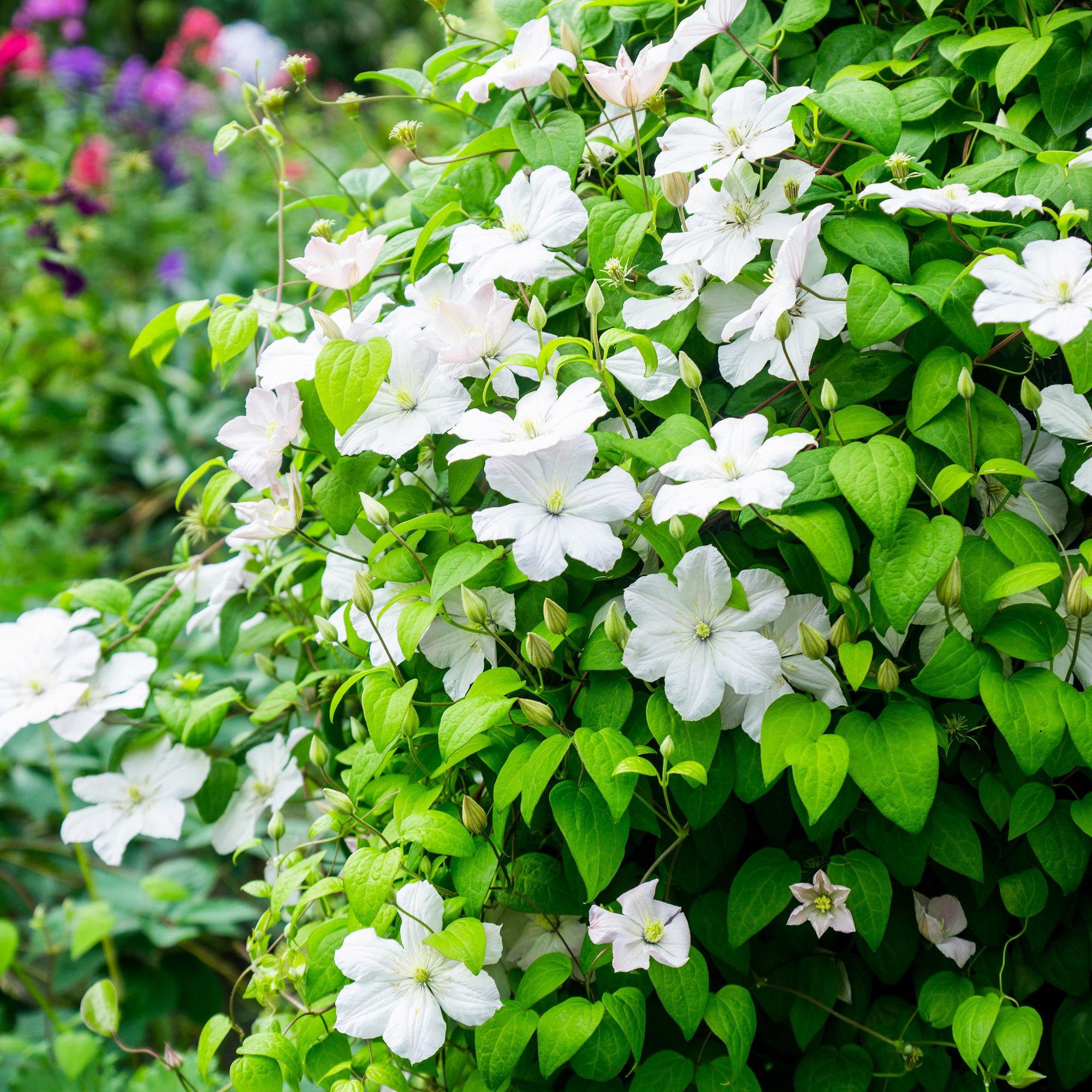 Klimplant - Clematis Madame Le Coultre - bloem wit - Weinig onderhoud -2 planten -  Pot 11cm Hoogte 40cm