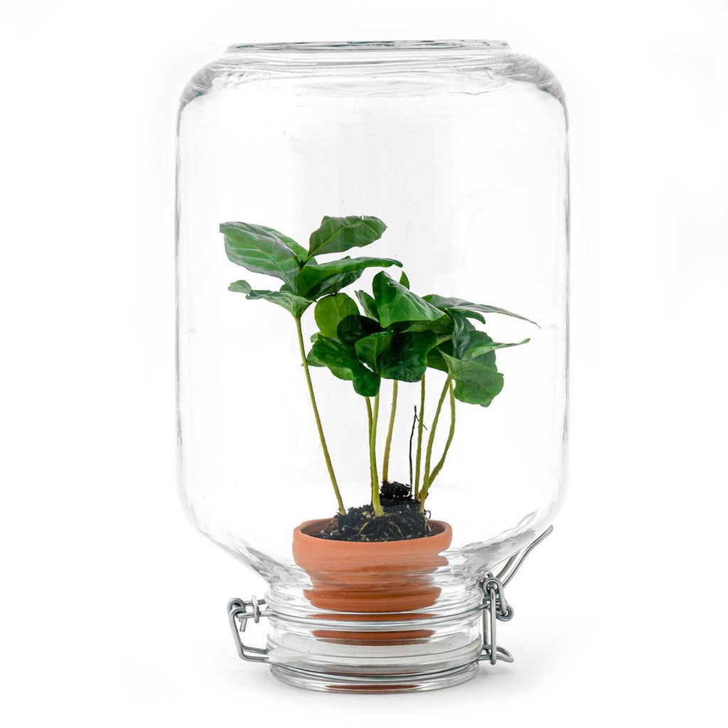 Easyplant - Coffea Arabica - Ø 18 cm ↑ 28 cm