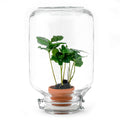 Easyplant - Coffea Arabica - Ø 18 cm ↑ 28 cm