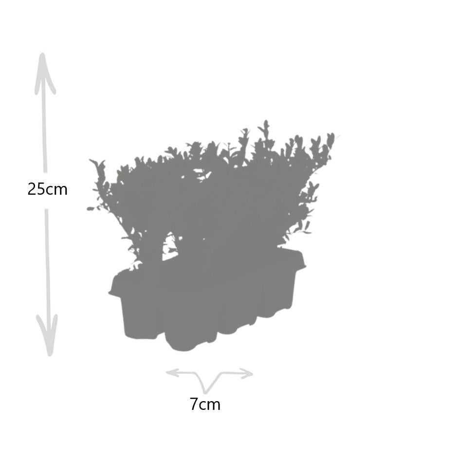 8 x 6 pack Ilex crenata 'Jenny' - Ø7 cm - ↕15 cm