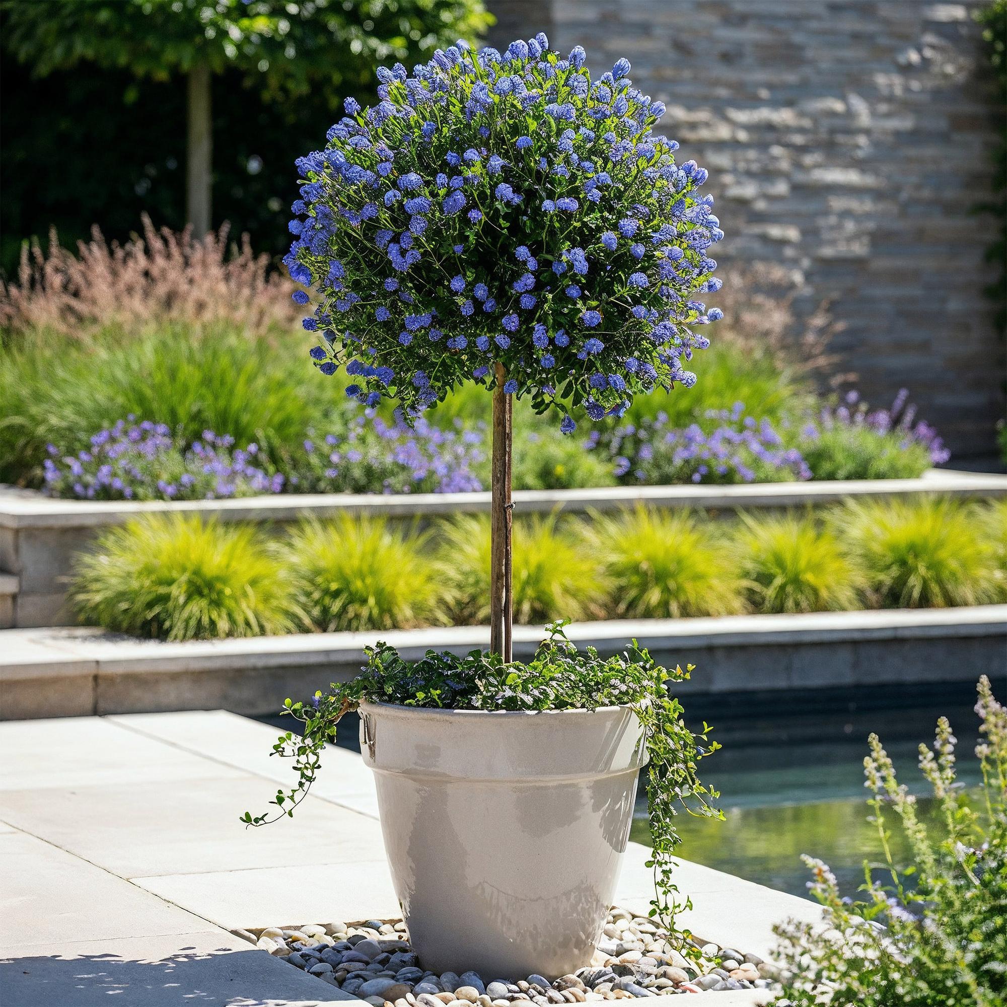 Plant op Stam - Ceanothus impressus Victoria - Terras Plant - Bladhoudend - Winterhard - Paarse Bloem - Pot 19cm Hoogte 90cm