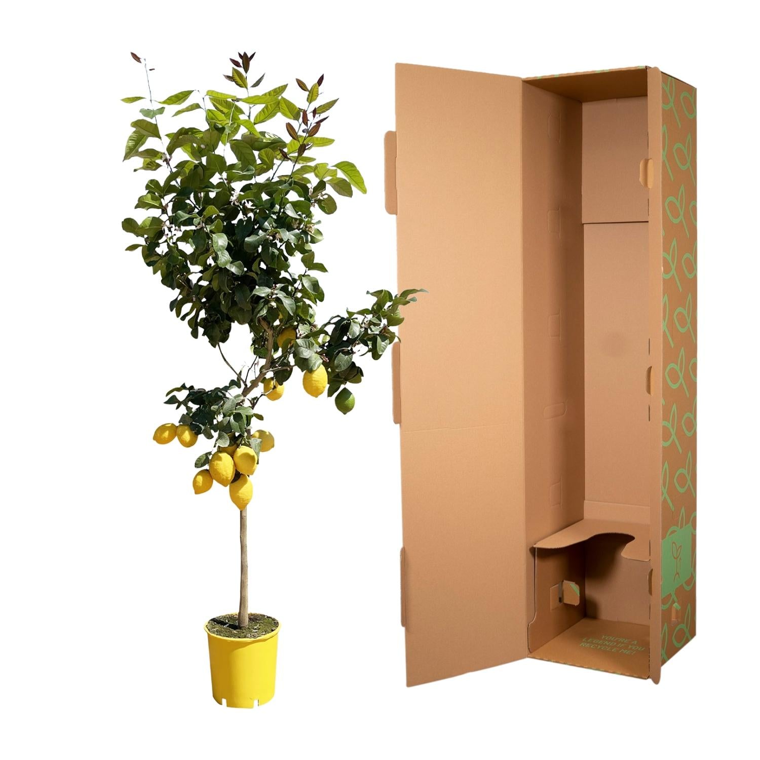 Citroenboom - 150 cm - ø30