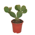Opuntia microdasys - 17cm - zonder pot