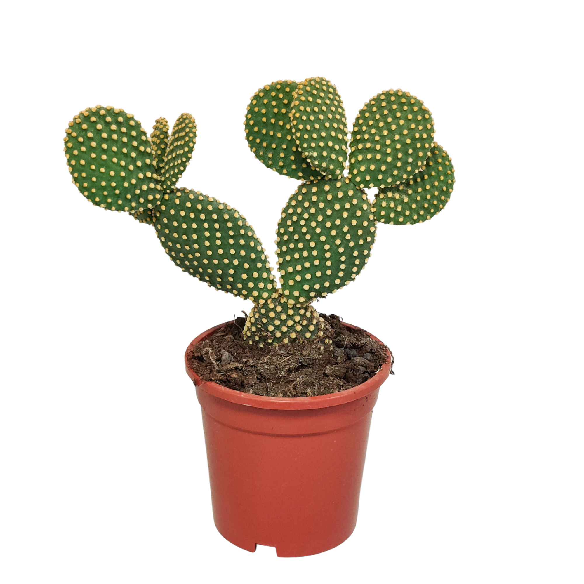 Opuntia microdasys - 17cm - zonder pot