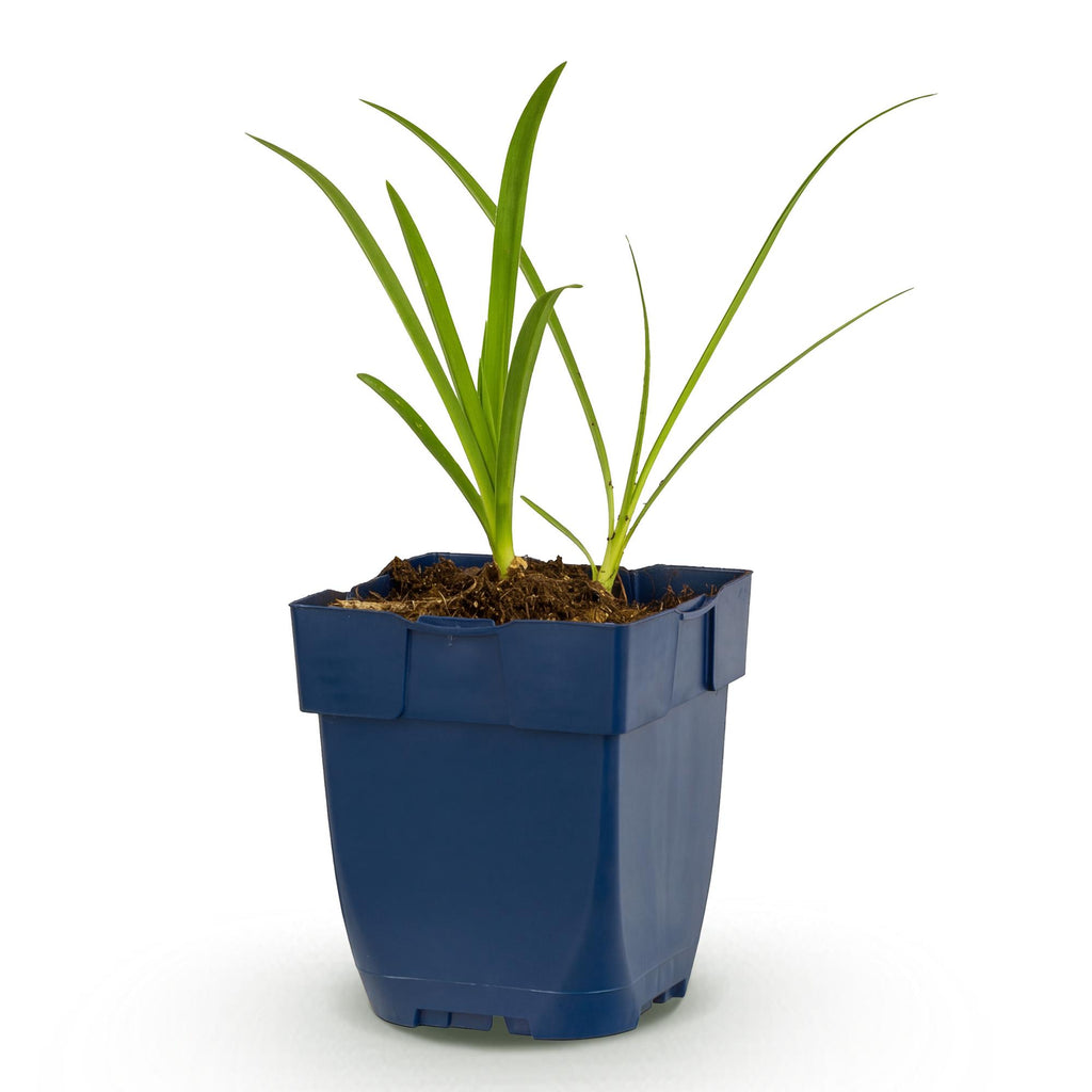 Vasteplant - Agapanthus africanus Albus - Afrikaanse Lelie - Bijen en Vlinderlokkers - Wit - 1 Plant - Pot 11cm - Hoogte 15-25cm