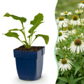 Vasteplant - Echinacea purp. Alba - Zonnehoed - Bijen- en vlinderlokkers - Wit - 24 Planten - Pot 11cm - Hoogte 15-25cm