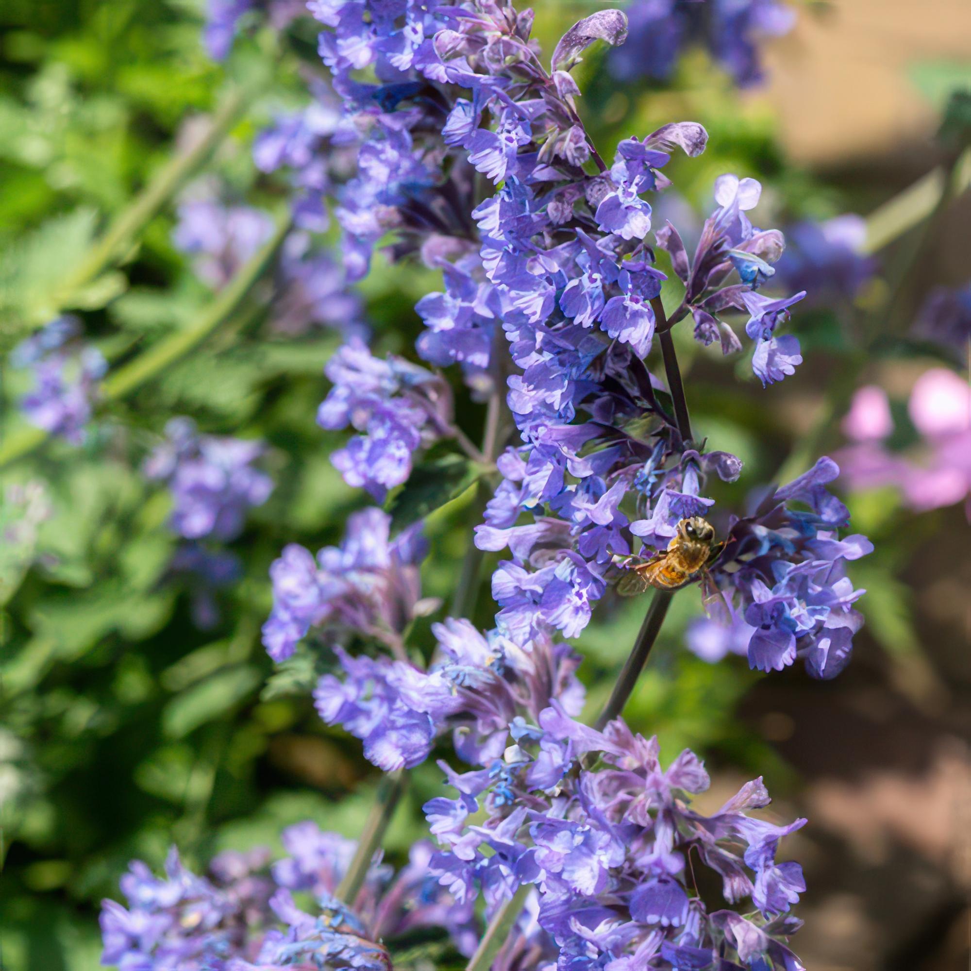 24x Nepeta 'Six Hills Giant' - ↕10-25cm - Ø9cm