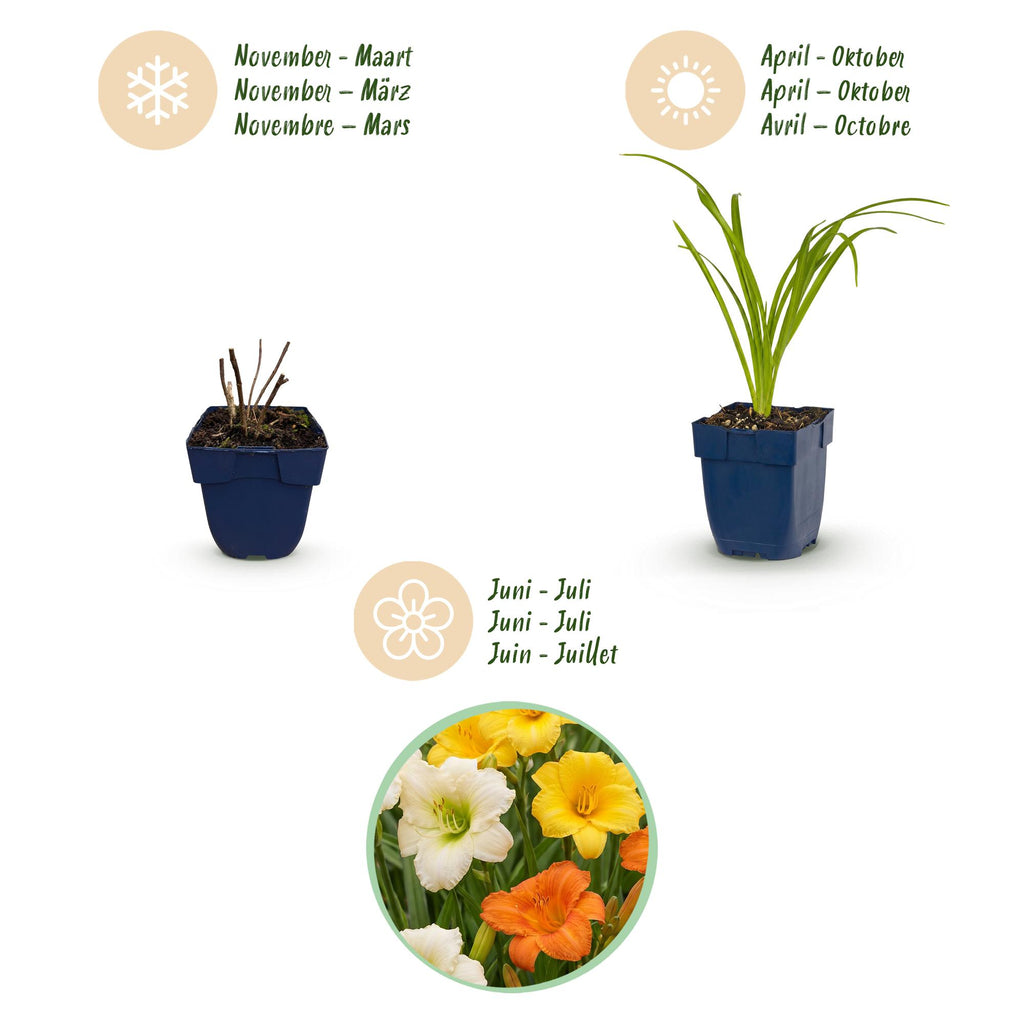 Vasteplant - Hemerocallis Tricolour - Daglelie - Bijen- en vlinderlokkers - Creme - Geel - Rood - 12 Planten - Pot 11cm - Hoogte 15-25cm