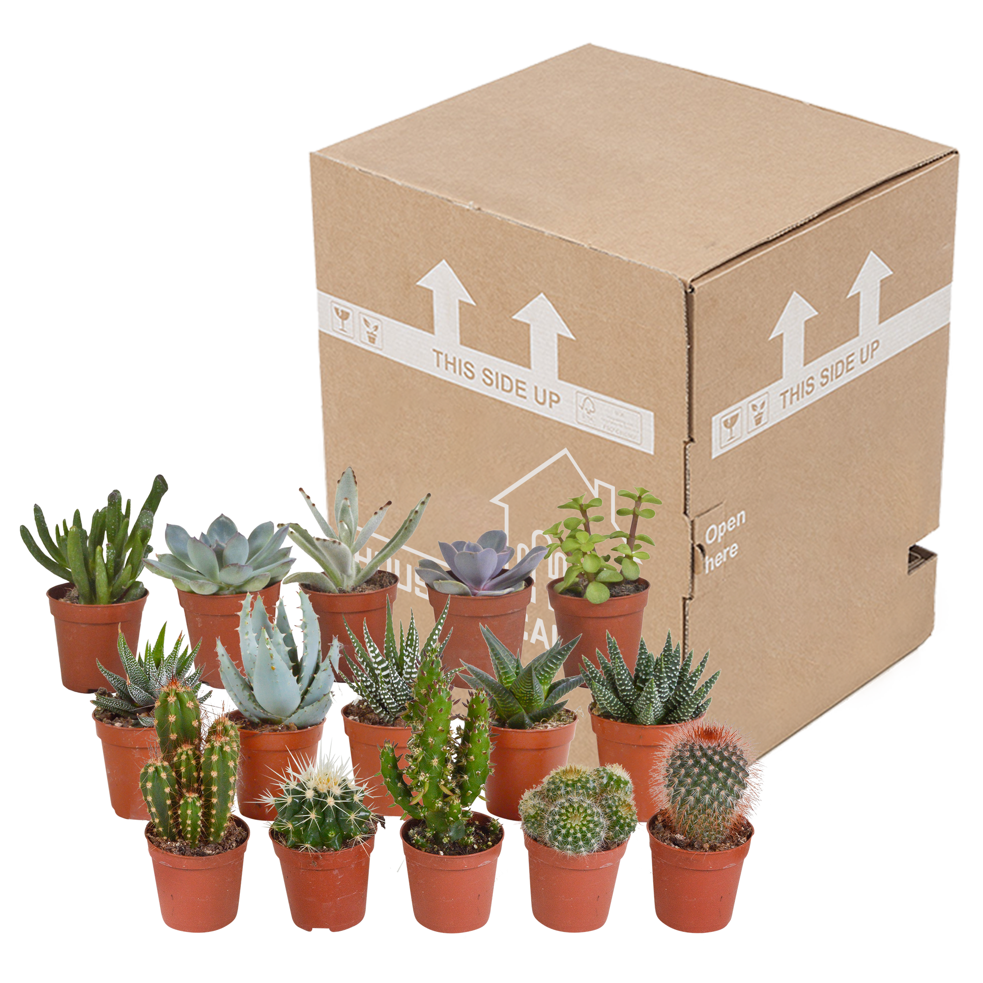Cactus en vetplanten mix 5.5 cm | 15 stuks - zonder pot