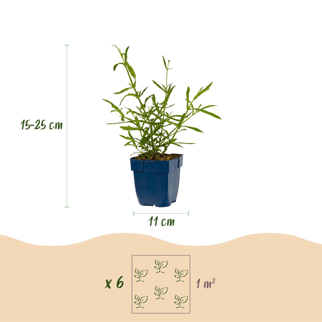 Vasteplant - Verbena bonariensis Lollipop - Ijzerhard - Bijen en Vlinderlokkers - Paars - 1 Plant - Pot 11cm - Hoogte 15-25cm