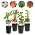 Klimplanten Rainbow - Clematis montana Rubens  Hedera helix lonicera Goldflame Campsis madame Galen   - Jaarrond kleur - 4 planten - Pot 11cm Hoogte 40cm