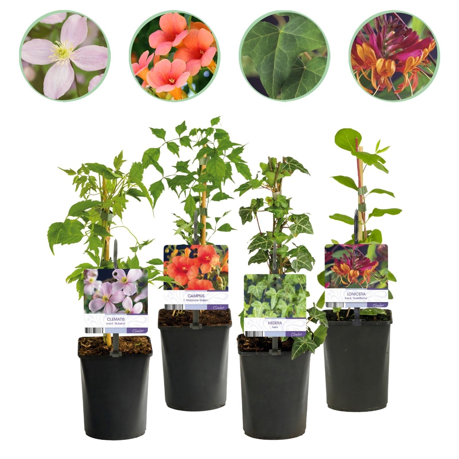 Klimplanten Rainbow - Clematis montana Rubens  Hedera helix lonicera Goldflame Campsis madame Galen   - Jaarrond kleur - 4 planten - Pot 11cm Hoogte 40cm