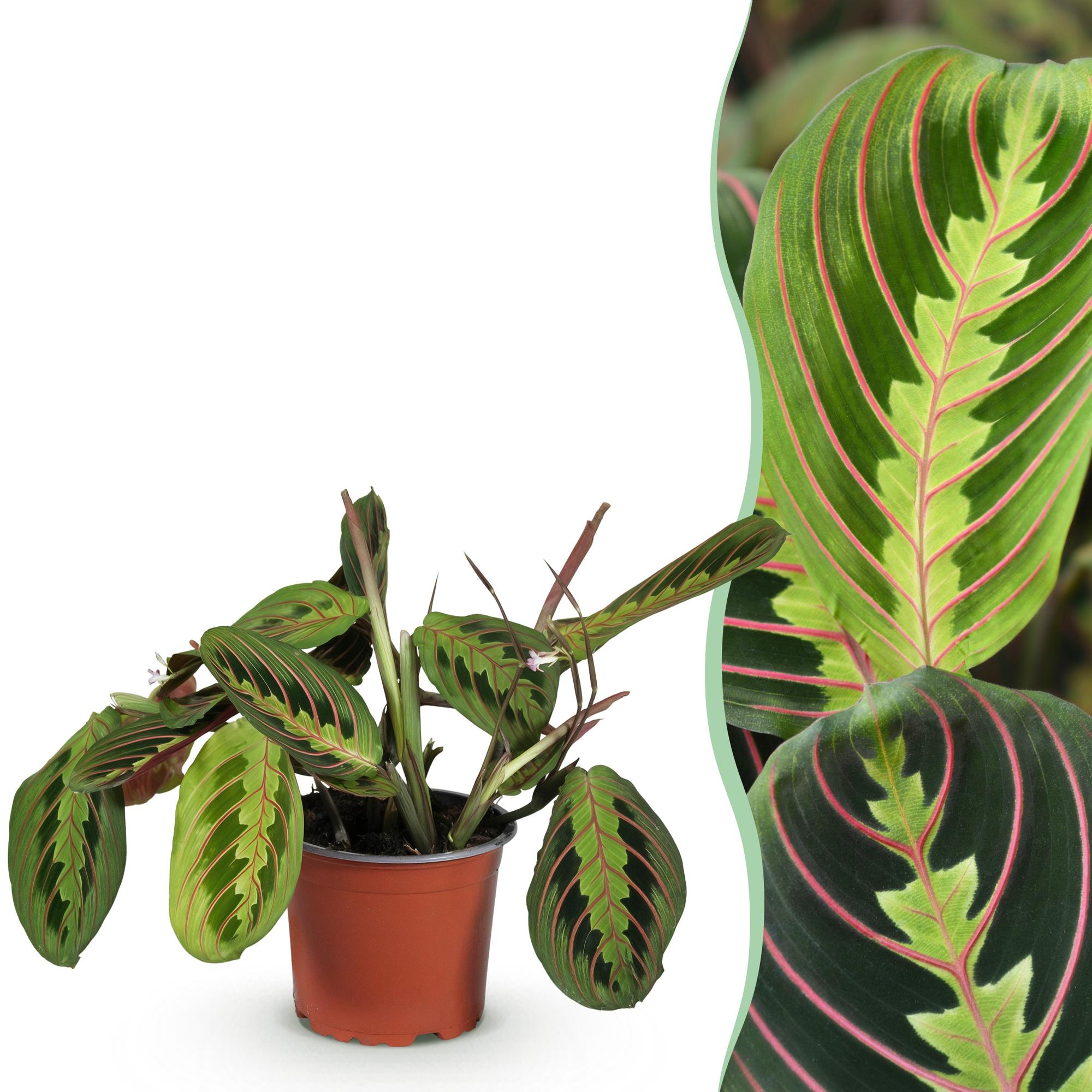 Kamerplant - Maranta Fascinator Tricolour - Gebedsplant - Huisdiervriendelijke Plant - Groen - 1 Plant - Pot 12cm - Hoogte 25cm