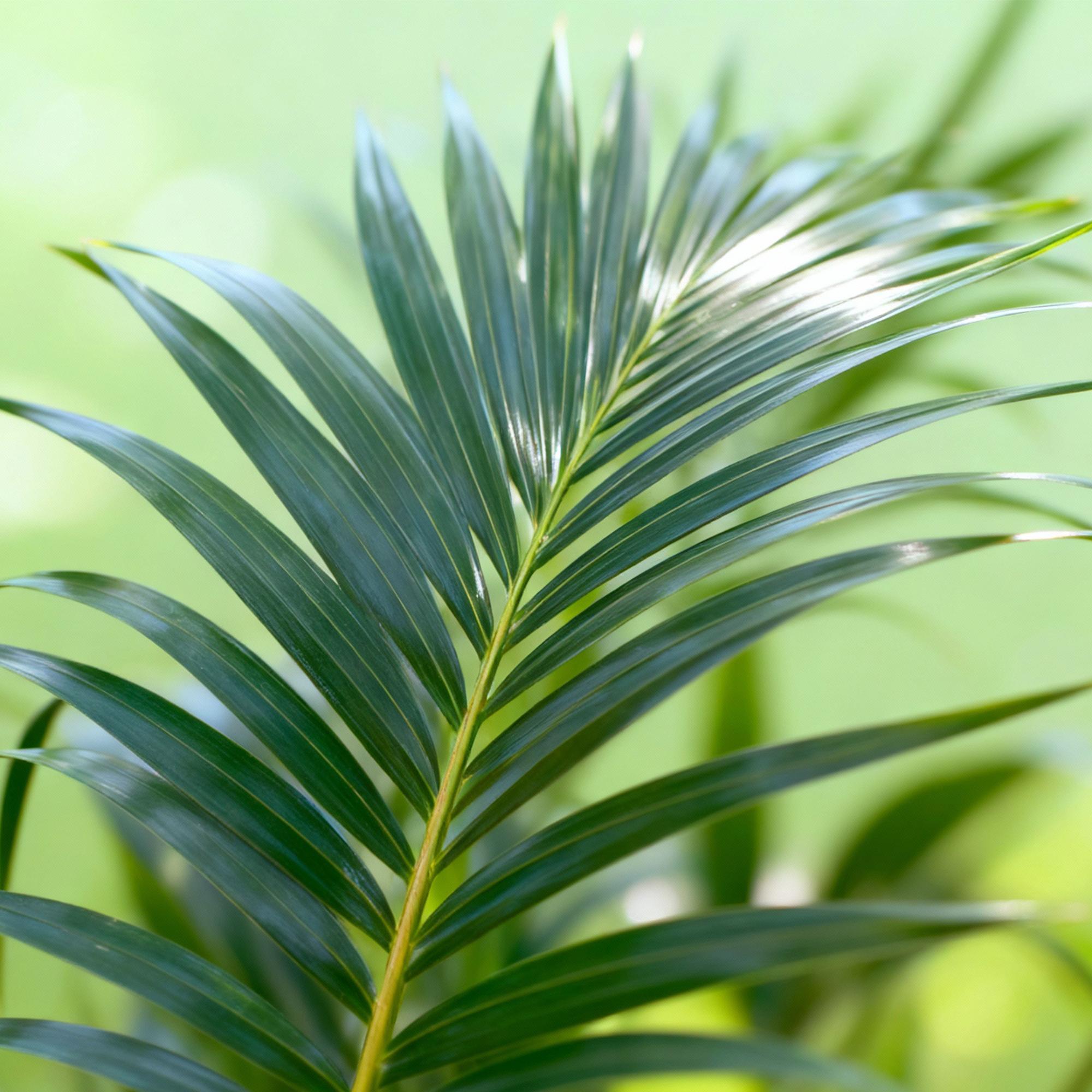 Kamerplant - Howea Forsteriana - Kentia Palm - Weinig Onderhoud - Groen - 1 plant - Pot 27cm - Hoogte 160-170cm