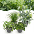 Kamerplant - Chlorophytum - Cyperus - Phlebodium - Marantha - Mix van 4 - Huisdiervriendelijke Planten - Groen - 4 Planten - met Potter Grijs - Pot 12cm - Hoogte 25cm