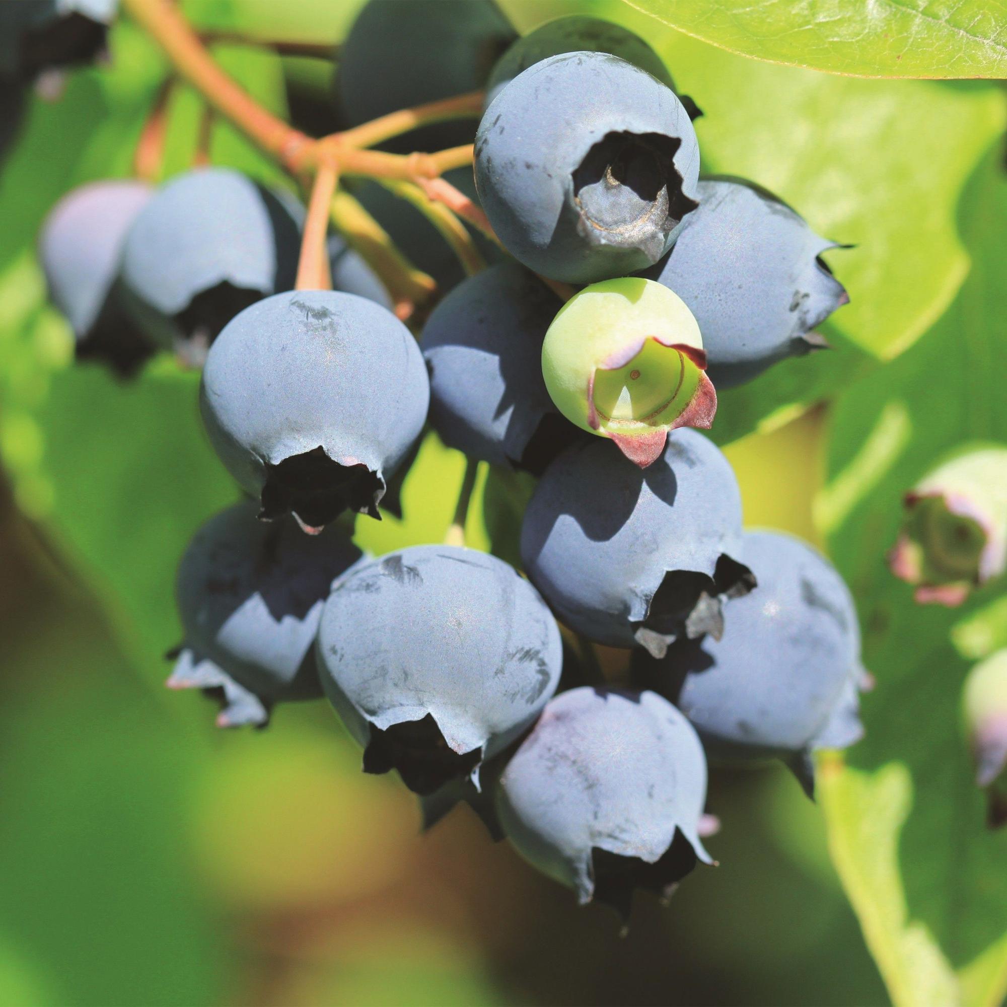 Fruitplant - Vaccinium corymbosum Bluecrop - Bosbes - Winterhard - Blauwe Bes - 2 Planten - Pot 15cm - Hoogte 50cm