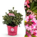 Dwerg Rhododendron - Rhododendron Bloombux Magenta - Bloeiende Buxus - Weinig Onderhoud - Roze Bloem - 1 Plant - Pot 23cm - Hoogte 45-55cm