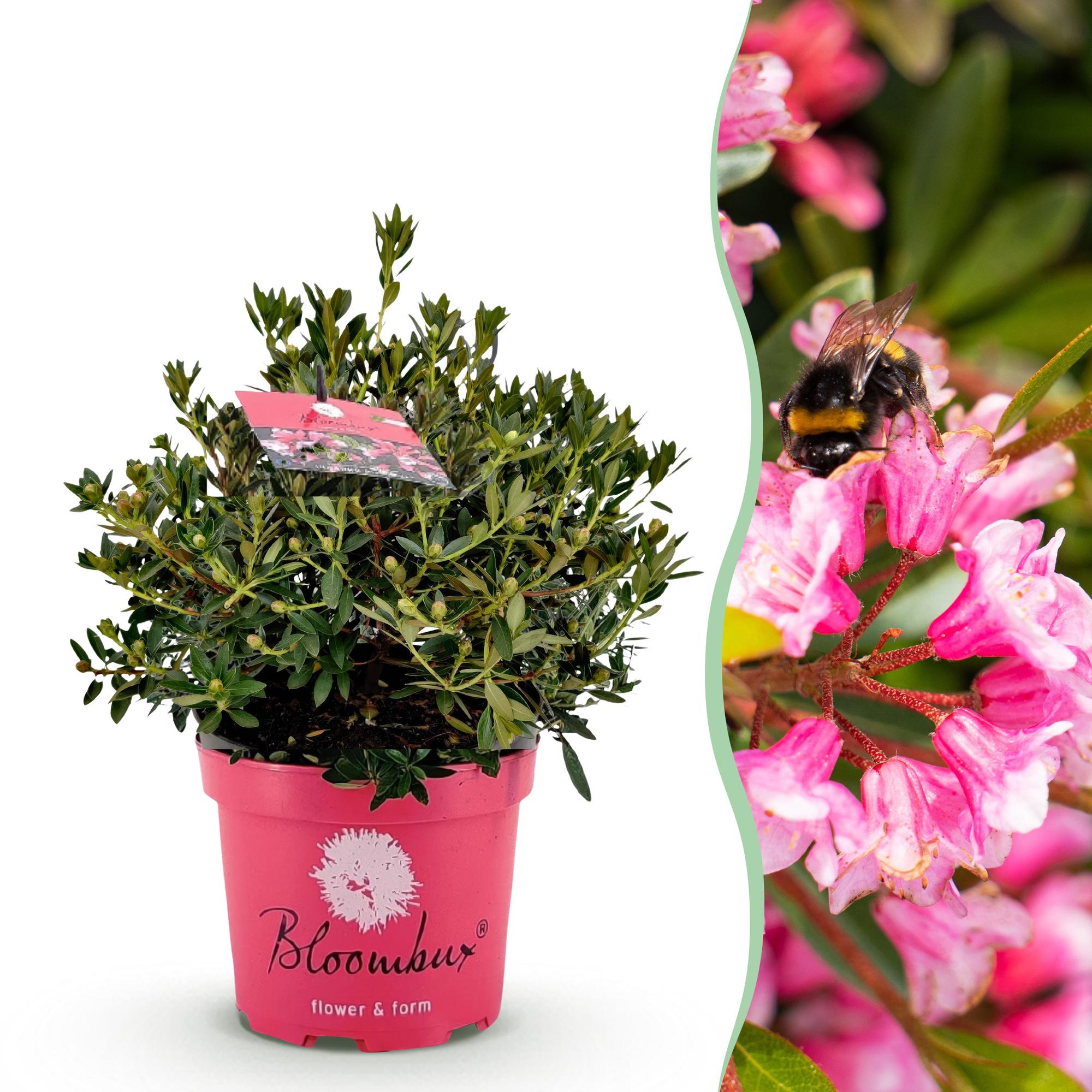 Dwerg Rhododendron - Rhododendron Bloombux Magenta - Bloeiende Buxus - Weinig Onderhoud - Roze Bloem - 1 Plant - Pot 23cm - Hoogte 45-55cm