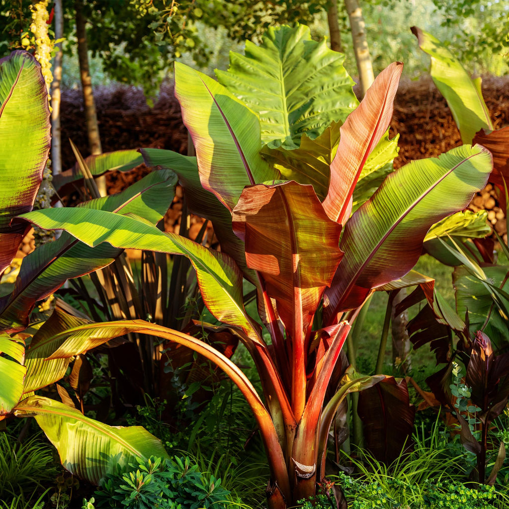 Fruitplant - Bananen plant - Ensete ventricosum Maurelli - Winterhard - 6 planten - Pot 17cm Hoogte 40cm