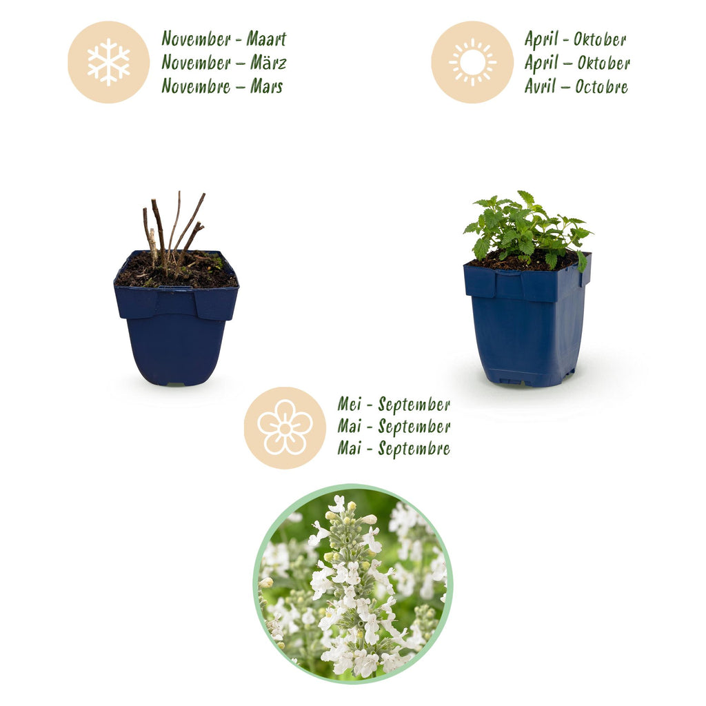 Vasteplant - Nepeta faassenii Snowflake - Kattenkruid - Bijen en Vlinderlokkers - Wit - 1 Plant - Pot 11cm - Hoogte 15-25cm