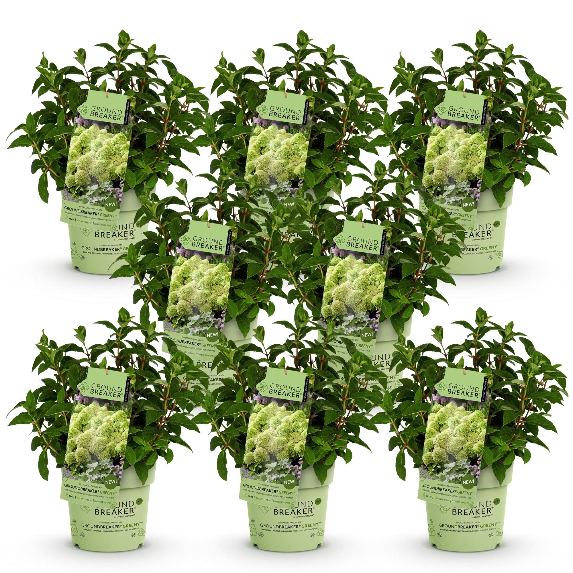 Tuinplant - Hydrangea panniculata Groundbreaker Greeny - Pluimhortensia - Winterhard - Creme - 8 Planten - Pot 14cm -Hoogte 20-25cm