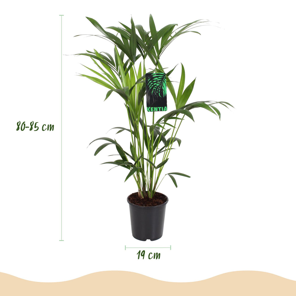 Kamerplant - Howea Forsteriana - Kentia Palm - Weinig Onderhoud - Groen - 1 Plant - met Mand - Pot 19cm - Hoogte 80-85cm