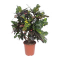 Codiaeum Magnificent (Croton Magnificent) - Ø27cm - ↕110cm
