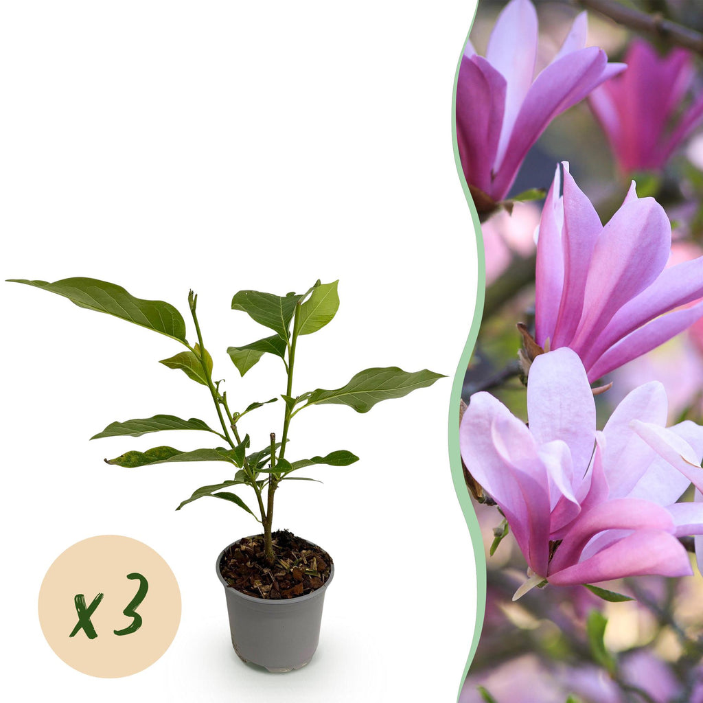 Tuinplant - Magnolia Betty - Bloem Wit - 3 Planten - Bladverliezend - Weinig Onderhoud - Pot 12cm Hoogte 30cm