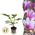Tuinplant - Magnolia Betty - Bloem Wit - 3 Planten - Bladverliezend - Weinig Onderhoud - Pot 12cm Hoogte 30cm