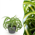 Kamerplant - Chlorophytum comosum Bonnie - Krullende Graslelie - Huisdiervriendelijke Plant - Groen - 1 Plant - met Potter Grijs - Pot 12cm - Hoogte 20cm