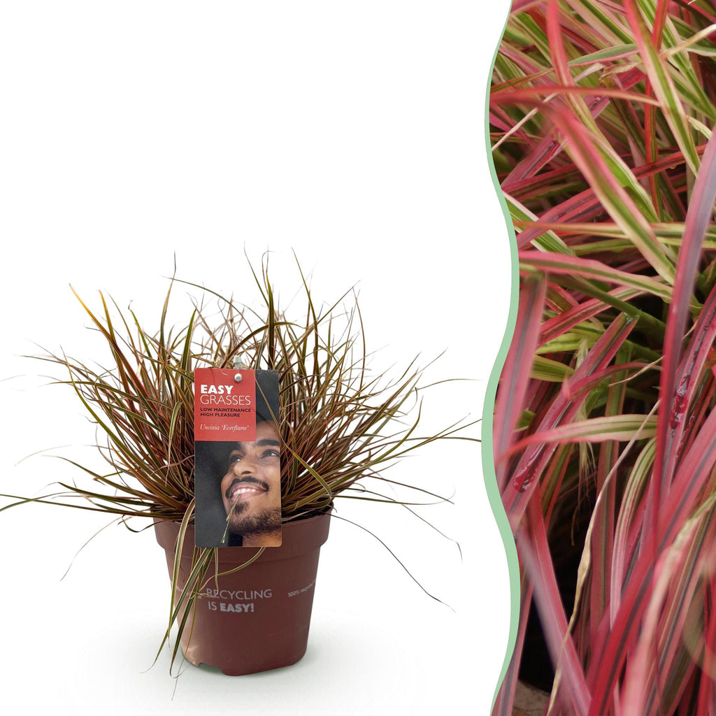 Siergrassen - Uncinia rubra Everflame  - Rood - 1 Plant - Groenblijvend - Winterhard - Pot 17cm Hoogte 50cm