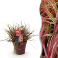 Siergrassen - Uncinia rubra Everflame  - Rood - 1 Plant - Groenblijvend - Winterhard - Pot 17cm Hoogte 50cm